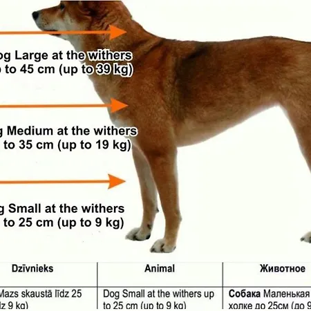 Trendy & Comfortable